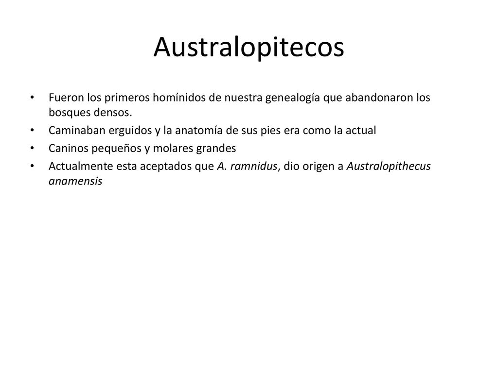 Australopitecos Fueron los primeros homínidos de nuestra genealogía que abandonaron los bosques densos.