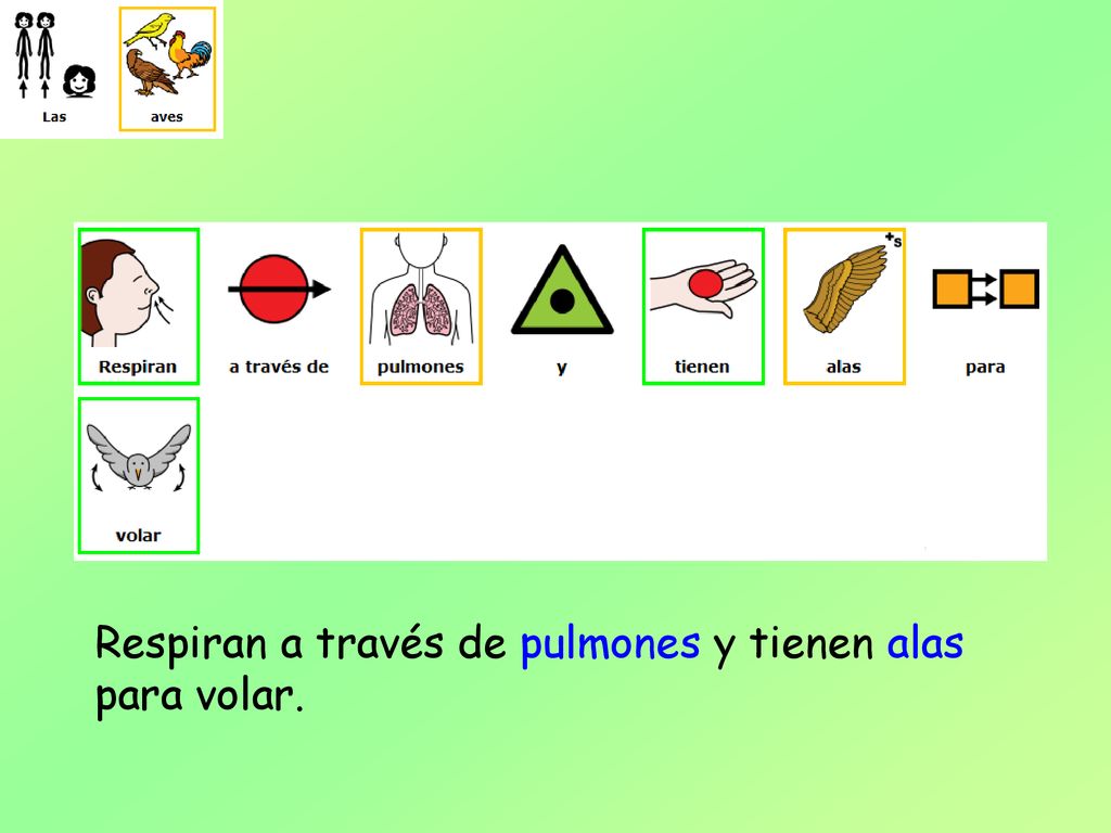 Respiran a través de pulmones y tienen alas para volar.