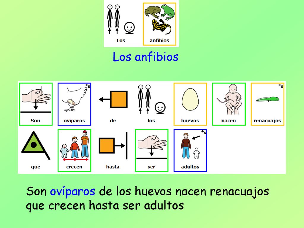Los anfibios Son ovíparos de los huevos nacen renacuajos que crecen hasta ser adultos