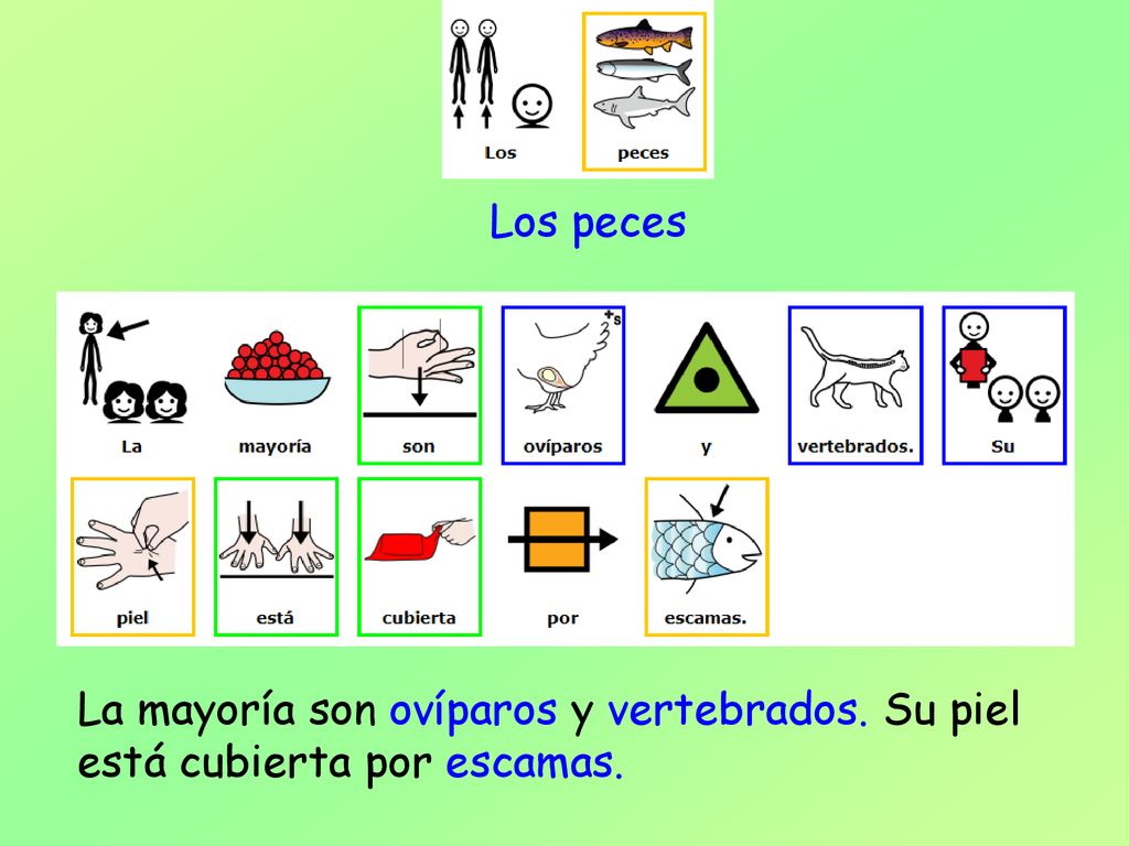 Los peces La mayoría son ovíparos y vertebrados. Su piel está cubierta por escamas.