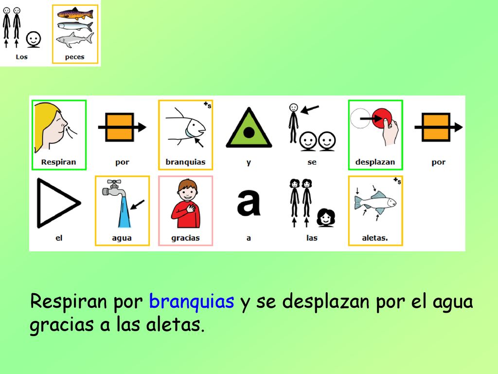 Respiran por branquias y se desplazan por el agua gracias a las aletas.