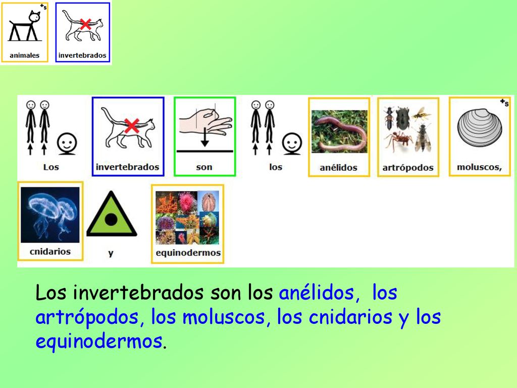 Los invertebrados son los anélidos, los artrópodos, los moluscos, los cnidarios y los equinodermos.