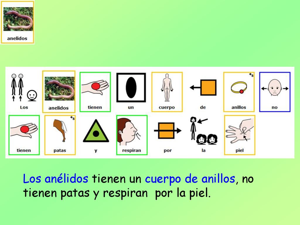 Los anélidos tienen un cuerpo de anillos, no tienen patas y respiran por la piel.