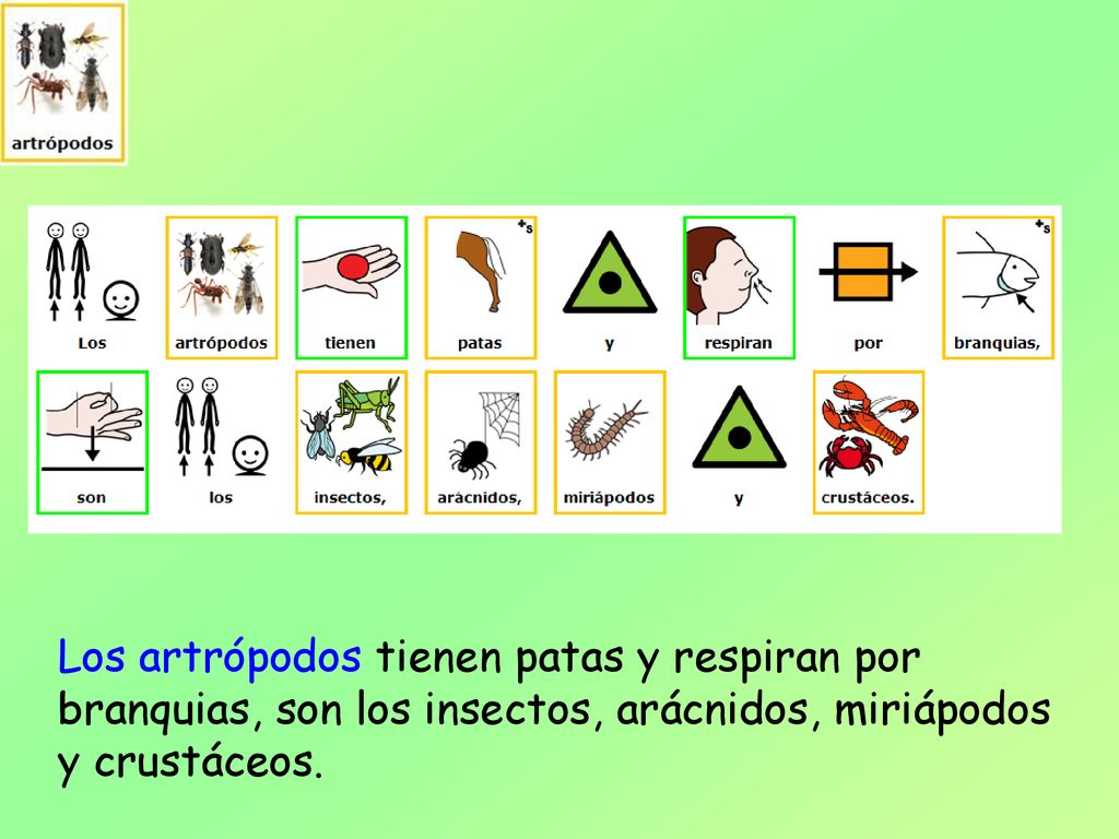 Los artrópodos tienen patas y respiran por branquias, son los insectos, arácnidos, miriápodos y crustáceos.