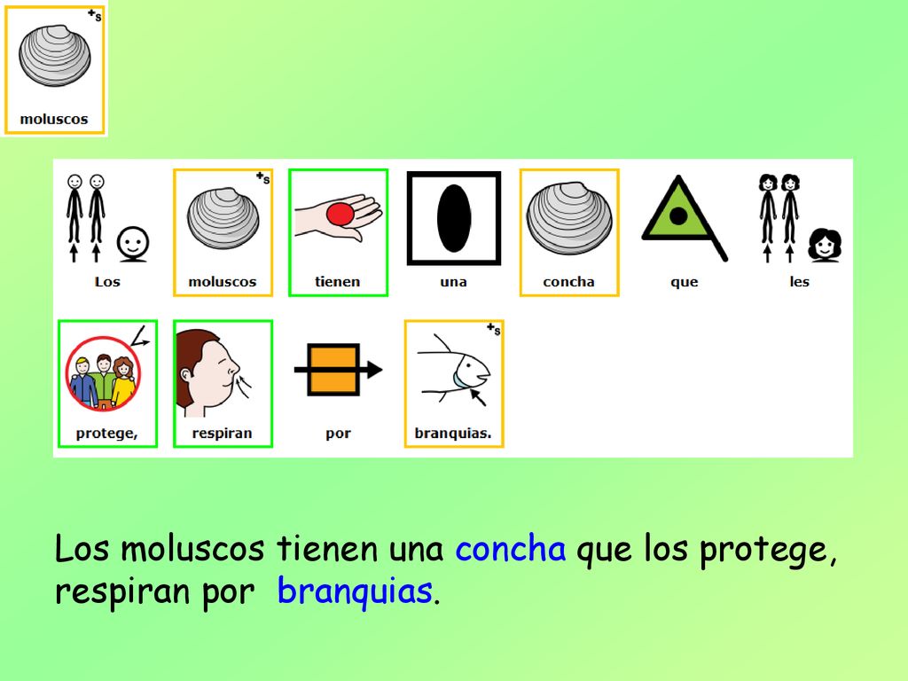 Los moluscos tienen una concha que los protege, respiran por branquias.