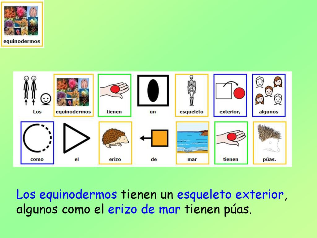 Los equinodermos tienen un esqueleto exterior, algunos como el erizo de mar tienen púas.