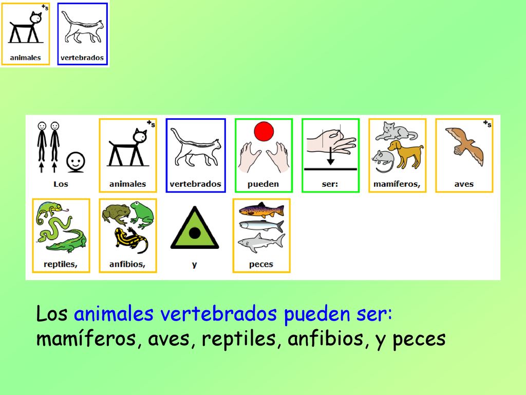 Los animales vertebrados pueden ser: mamíferos, aves, reptiles, anfibios, y peces