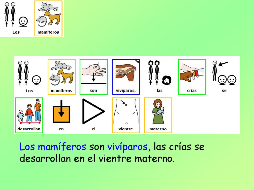 Los mamíferos son vivíparos, las crías se desarrollan en el vientre materno.