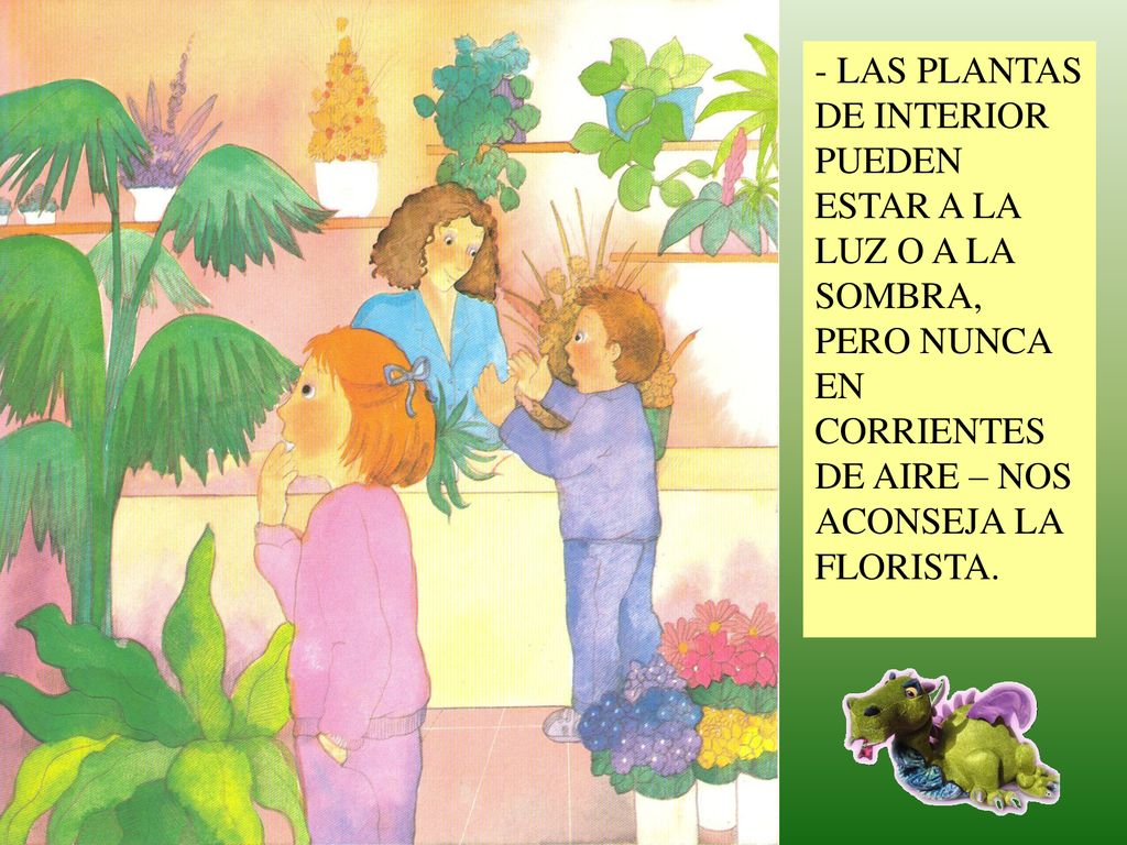 - LAS PLANTAS DE INTERIOR PUEDEN ESTAR A LA LUZ O A LA SOMBRA, PERO NUNCA EN CORRIENTES DE AIRE – NOS ACONSEJA LA FLORISTA.