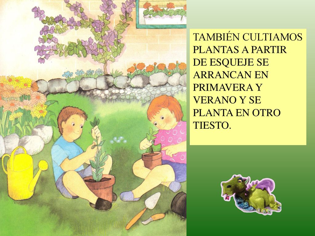 TAMBIÉN CULTIAMOS PLANTAS A PARTIR DE ESQUEJE SE ARRANCAN EN PRIMAVERA Y VERANO Y SE PLANTA EN OTRO TIESTO.