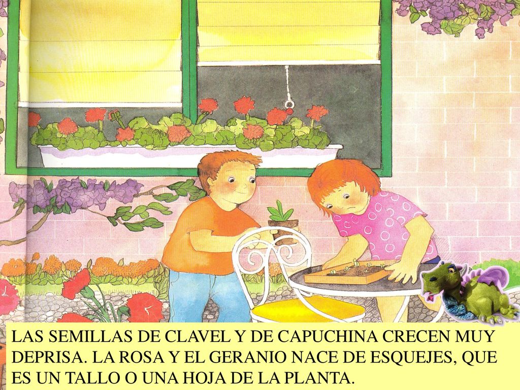 LAS SEMILLAS DE CLAVEL Y DE CAPUCHINA CRECEN MUY DEPRISA