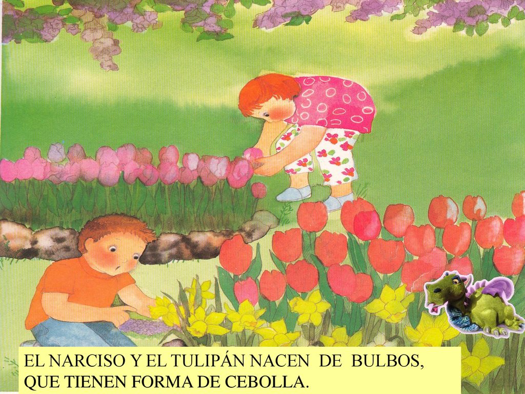 EL NARCISO Y EL TULIPÁN NACEN DE BULBOS, QUE TIENEN FORMA DE CEBOLLA.