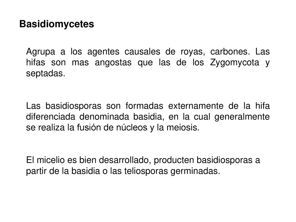 Basidiomycetes Agrupa a los agentes causales de royas, carbones. Las hifas son mas angostas que las de los Zygomycota y septadas.