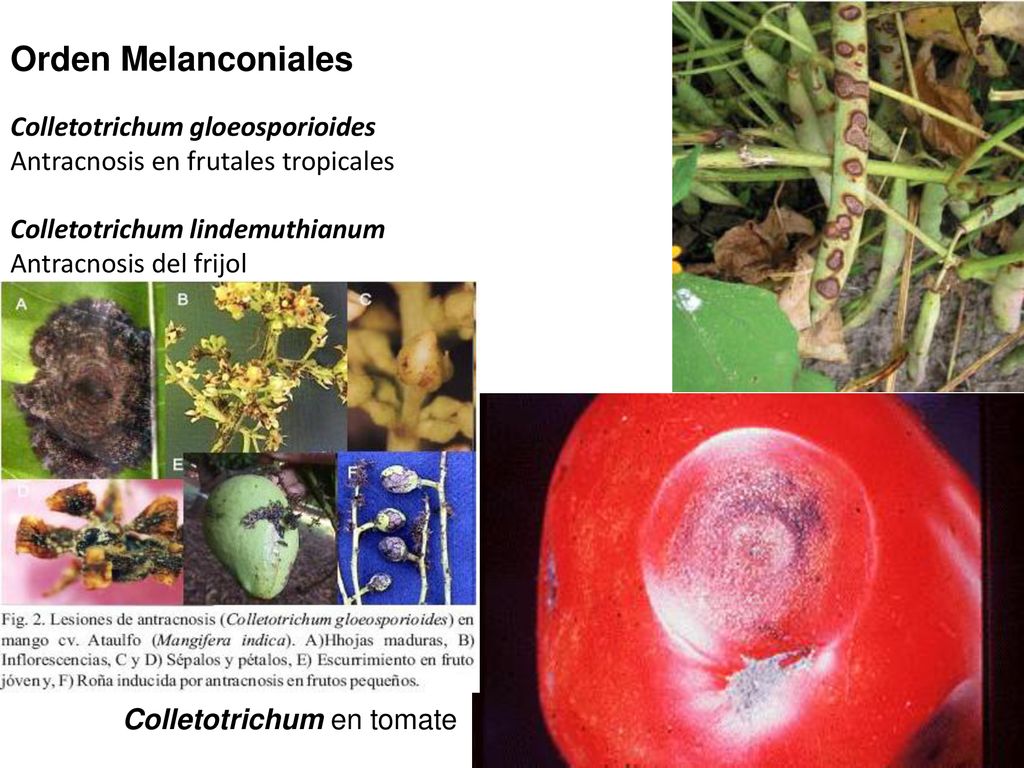 Orden Melanconiales Colletotrichum gloeosporioides Antracnosis en frutales tropicales. Colletotrichum lindemuthianum Antracnosis del frijol.