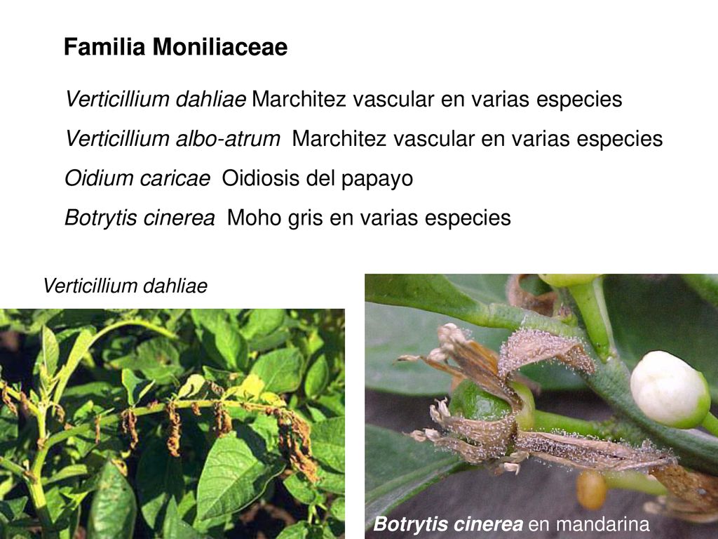 Familia Moniliaceae Verticillium dahliae Marchitez vascular en varias especies. Verticillium albo-atrum Marchitez vascular en varias especies.