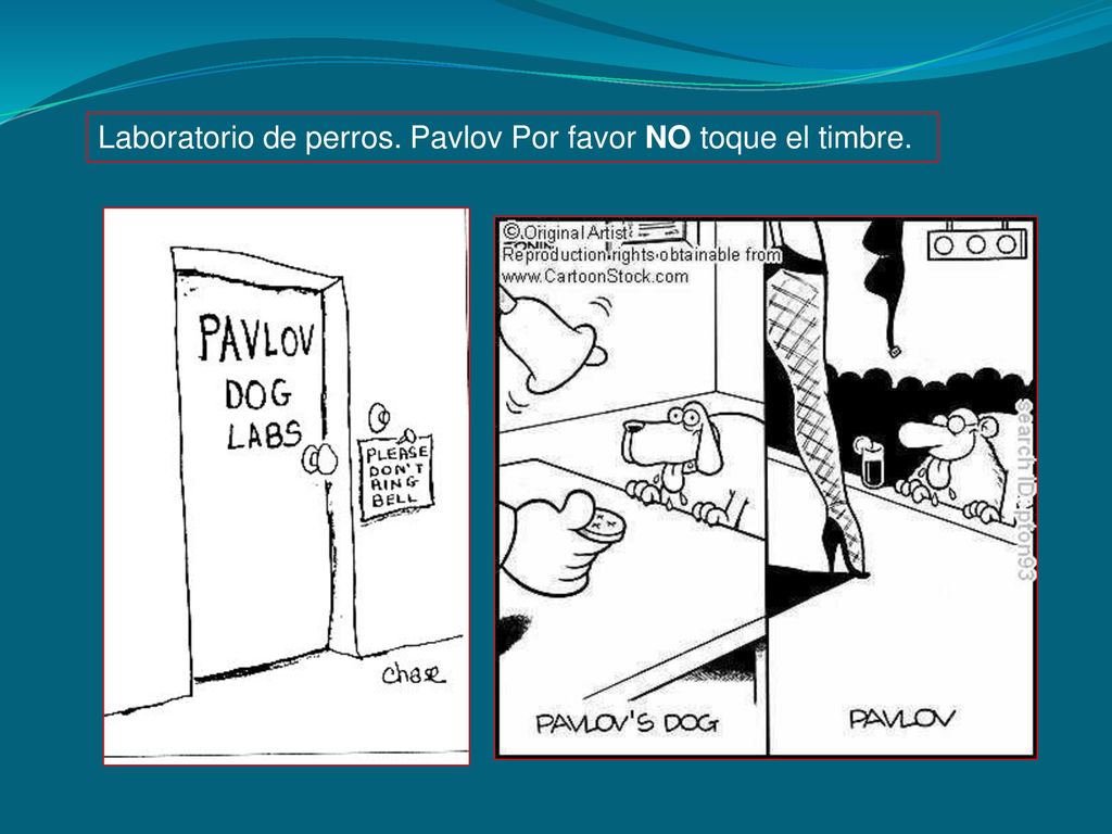 Laboratorio de perros. Pavlov Por favor NO toque el timbre.