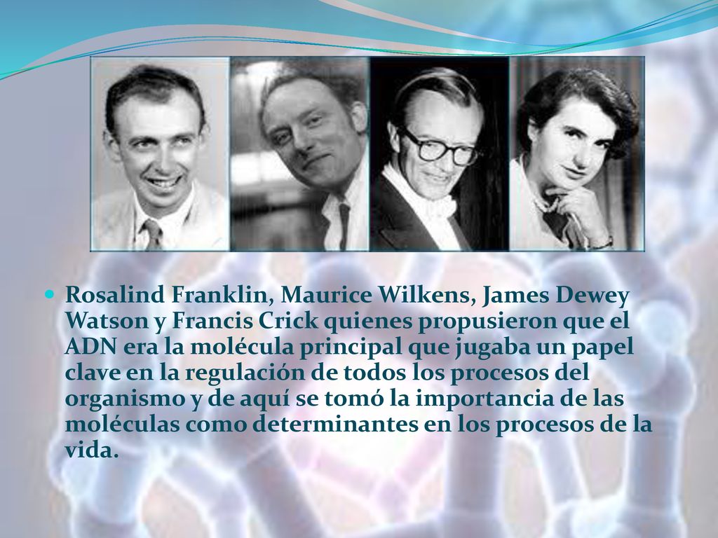 Rosalind Franklin, Maurice Wilkens, James Dewey Watson y Francis Crick quienes propusieron que el ADN era la molécula principal que jugaba un papel clave en la regulación de todos los procesos del organismo y de aquí se tomó la importancia de las moléculas como determinantes en los procesos de la vida.
