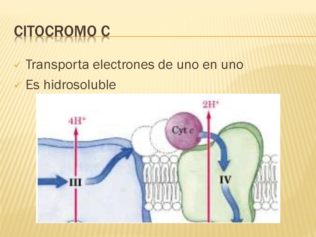 Citocromo C Transporta electrones de uno en uno Es hidrosoluble