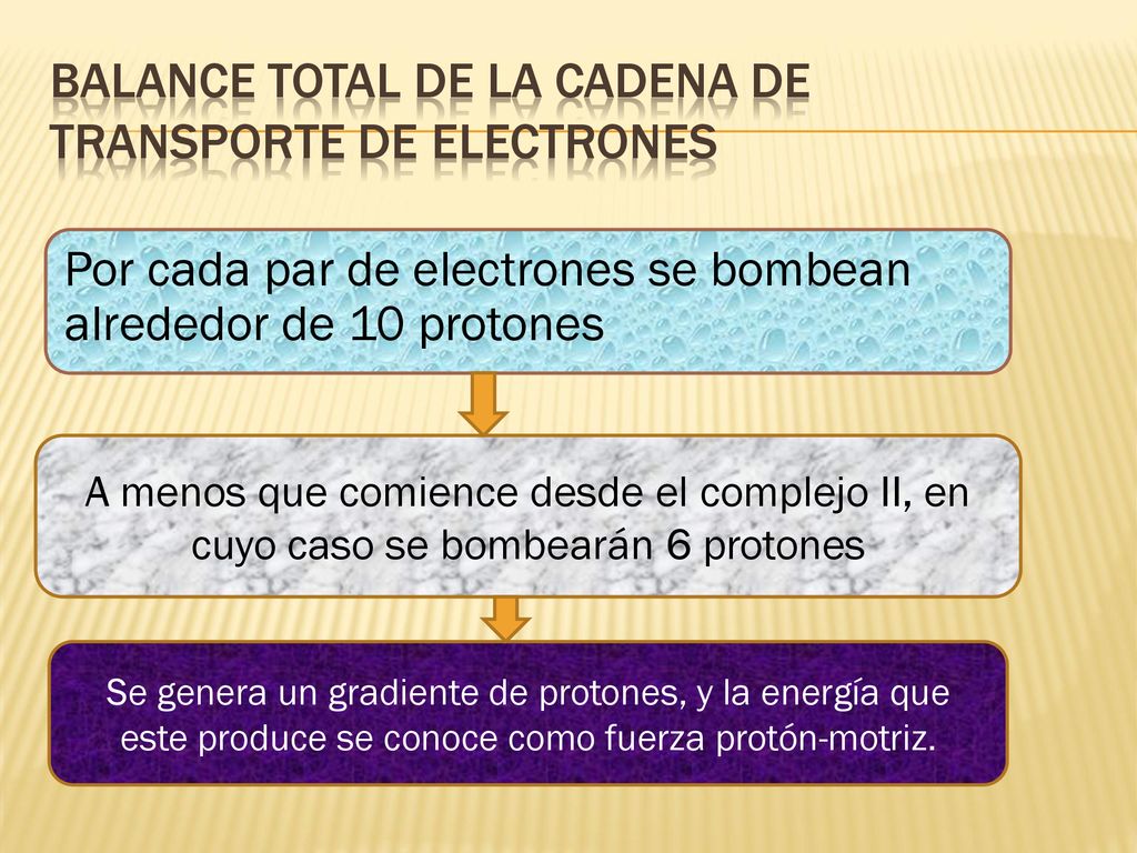 Balance total de la Cadena de Transporte de Electrones