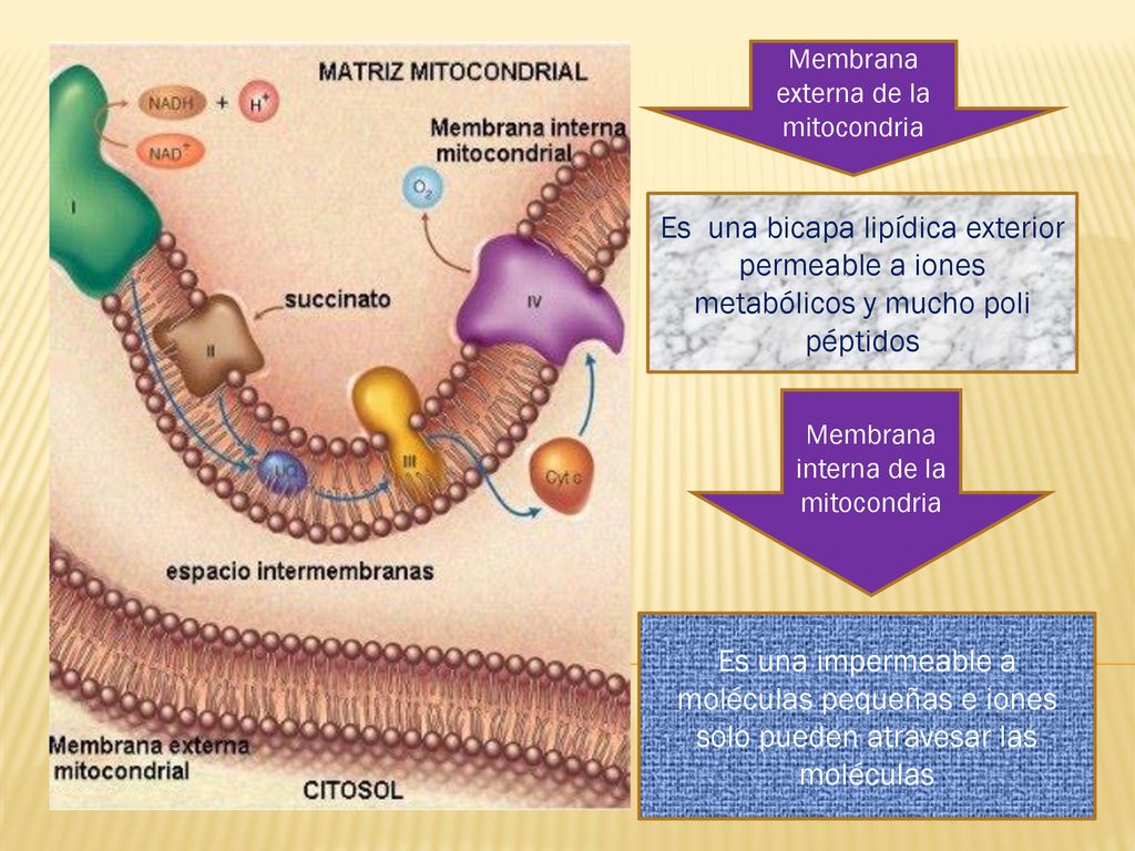 - Membrana externa de la mitocondria. Es una bicapa lipídica exterior permeable a iones metabólicos y mucho poli péptidos.