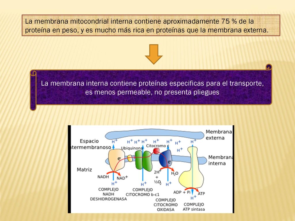 La membrana mitocondrial interna contiene aproximadamente 75 % de la proteína en peso, y es mucho más rica en proteínas que la membrana externa.
