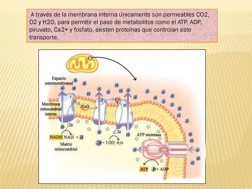 A través de la membrana interna únicamente son permeables CO2, O2 y H2O, para permitir el paso de metabolitos como el ATP, ADP, piruvato, Ca2+ y fosfato, existen proteínas que controlan este transporte.
