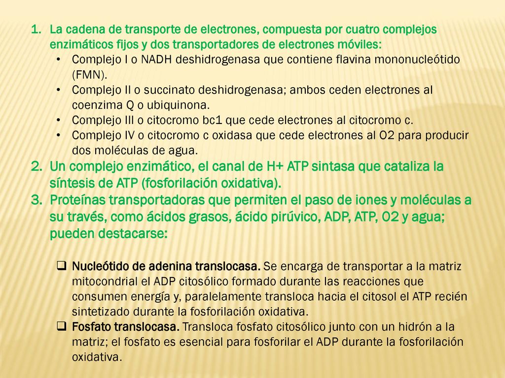 La cadena de transporte de electrones, compuesta por cuatro complejos enzimáticos fijos y dos transportadores de electrones móviles: