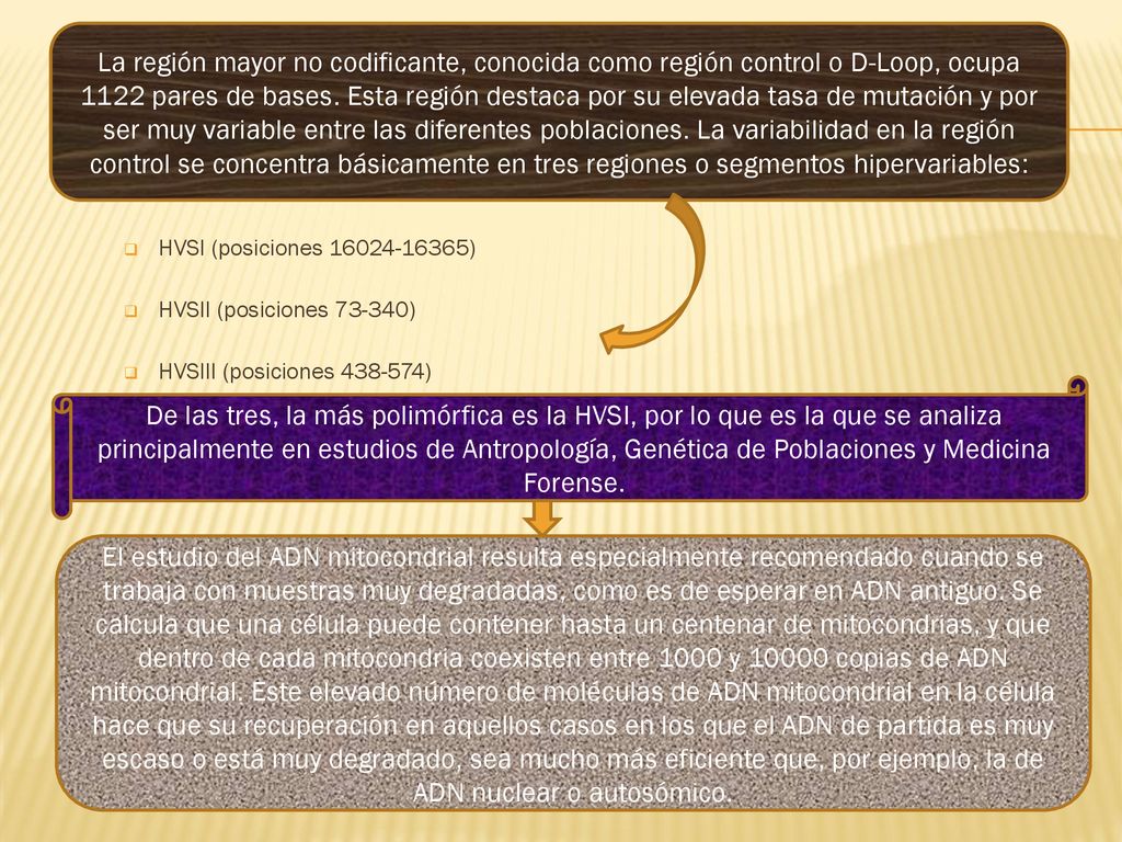 La región mayor no codificante, conocida como región control o D-Loop, ocupa 1122 pares de bases. Esta región destaca por su elevada tasa de mutación y por ser muy variable entre las diferentes poblaciones. La variabilidad en la región control se concentra básicamente en tres regiones o segmentos hipervariables: