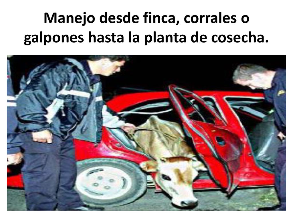 Manejo desde finca, corrales o galpones hasta la planta de cosecha.