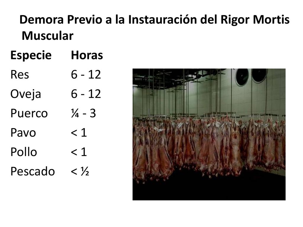 Demora Previo a la Instauración del Rigor Mortis Muscular