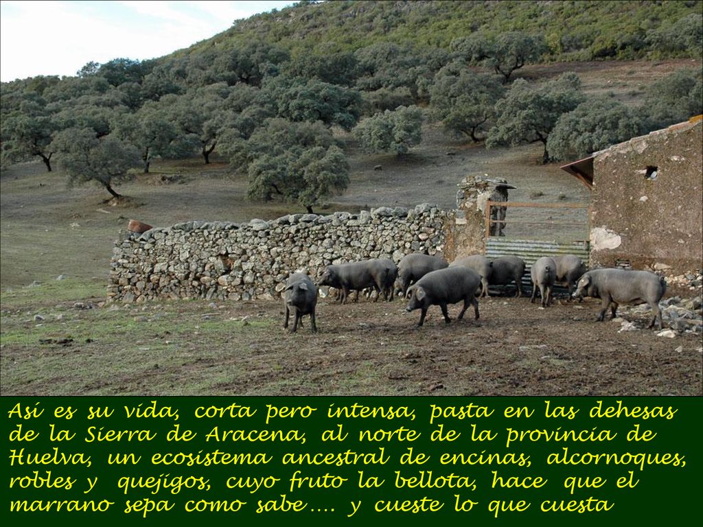 Así es su vida, corta pero intensa, pasta en las dehesas de la Sierra de Aracena, al norte de la provincia de Huelva, un ecosistema ancestral de encinas, alcornoques, robles y quejigos, cuyo fruto la bellota, hace que el marrano sepa como sabe ….