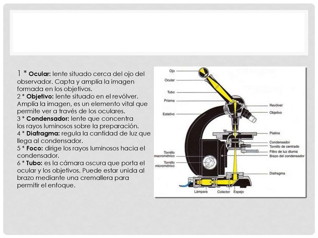 1. Ocular: lente situado cerca del ojo del observador