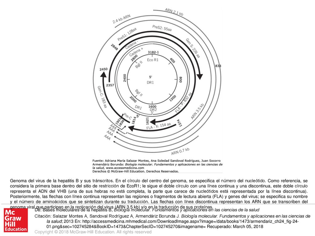 Genoma del virus de la hepatitis B y sus tránscritos