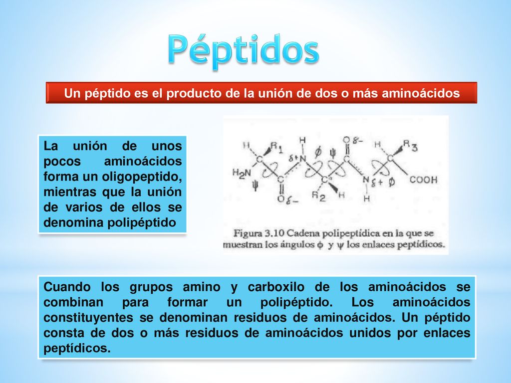Un péptido es el producto de la unión de dos o más aminoácidos