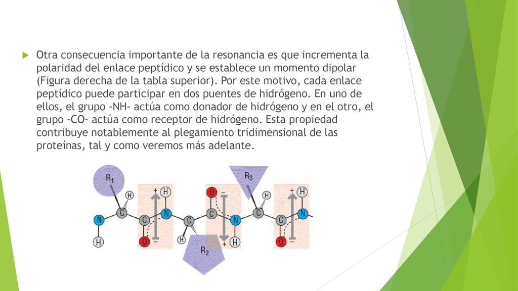 Otra consecuencia importante de la resonancia es que incrementa la polaridad del enlace peptídico y se establece un momento dipolar (Figura derecha de la tabla superior).