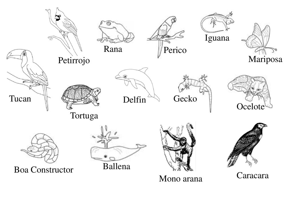 Iguana Rana. Perico. Petirrojo. Mariposa. Tucan. Delfin. Gecko. Ocelote. Tortuga. Ballena.