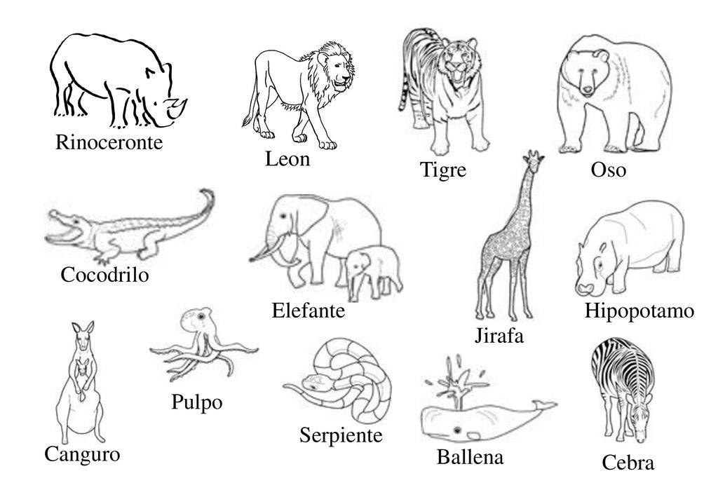 Rinoceronte Leon. Tigre. Oso. Cocodrilo. Elefante. Hipopotamo. Jirafa. Pulpo. Serpiente. Canguro.