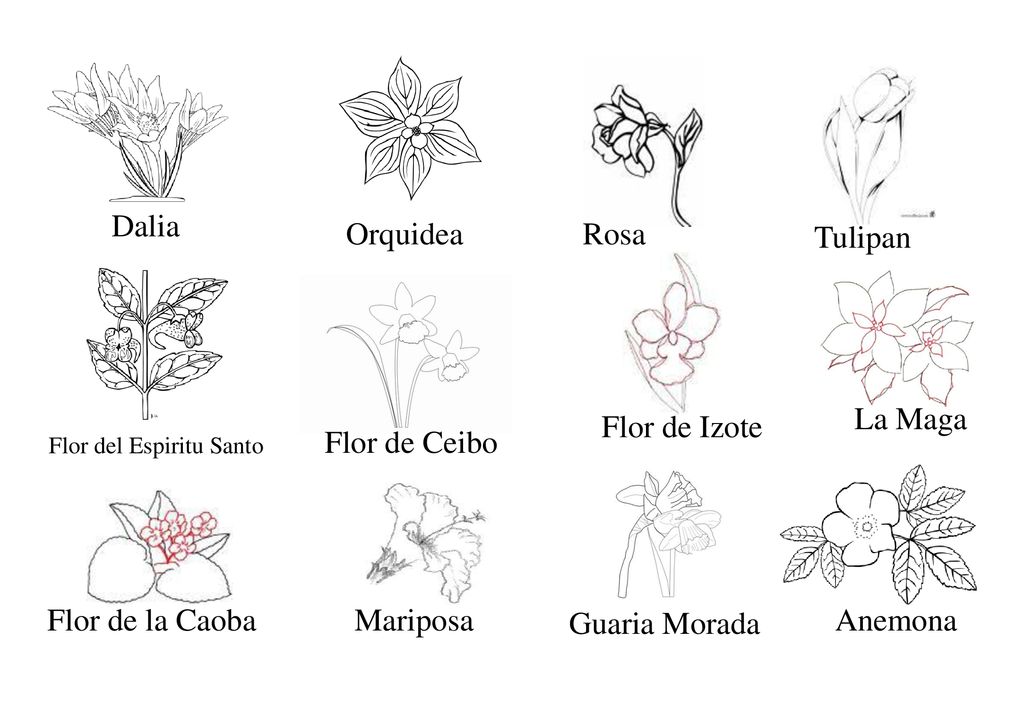 Dalia Orquidea Rosa Tulipan La Maga Flor de Izote Flor de Ceibo