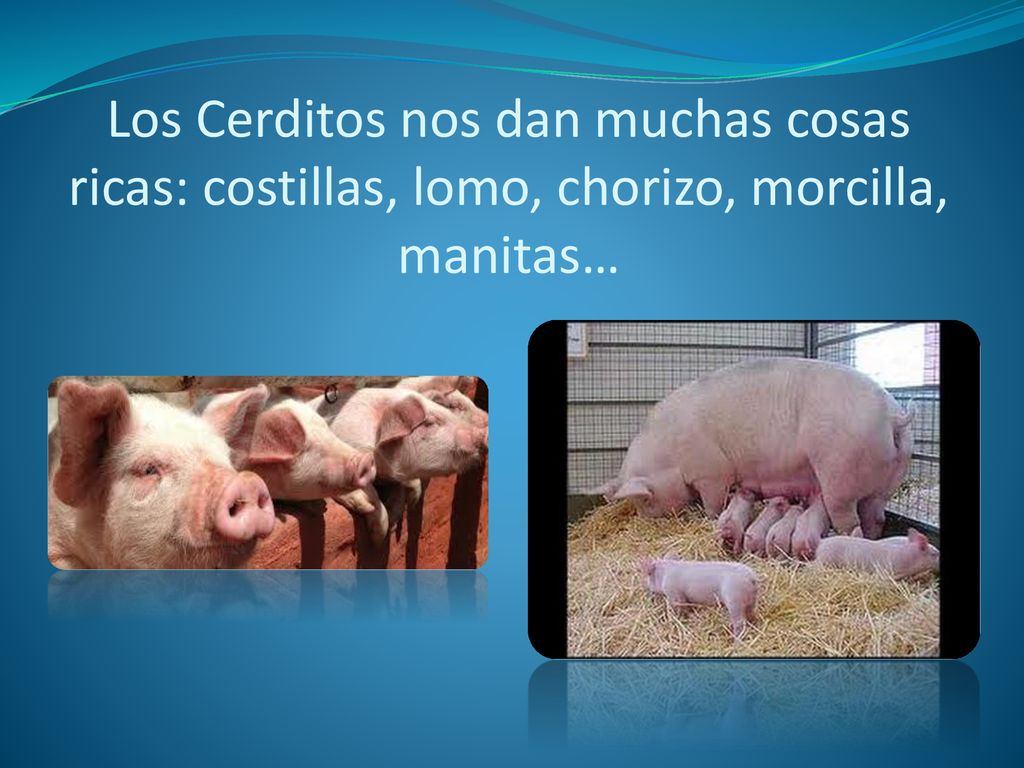 Los Cerditos nos dan muchas cosas ricas: costillas, lomo, chorizo, morcilla, manitas…