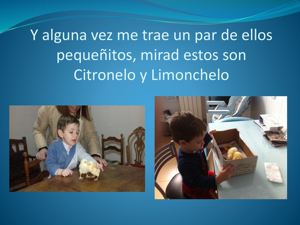 Y alguna vez me trae un par de ellos pequeñitos, mirad estos son Citronelo y Limonchelo