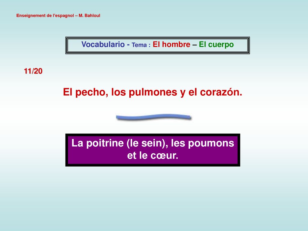 El pecho, los pulmones y el corazón.