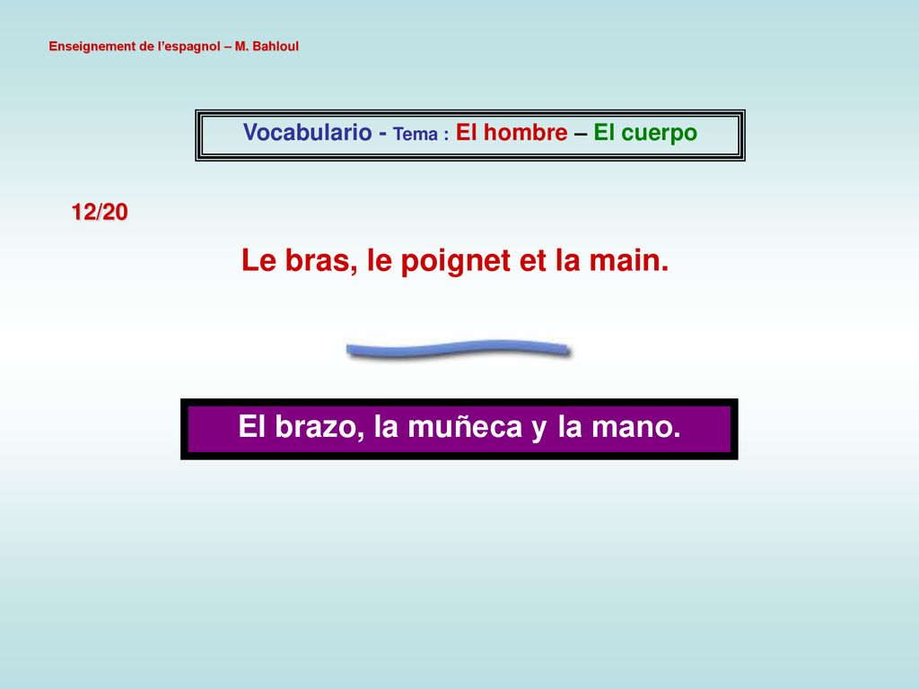 Le bras, le poignet et la main. El brazo, la muñeca y la mano.