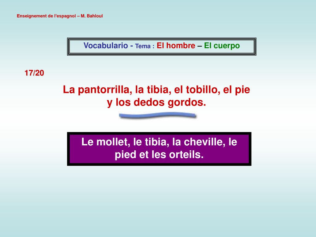 La pantorrilla, la tibia, el tobillo, el pie y los dedos gordos.