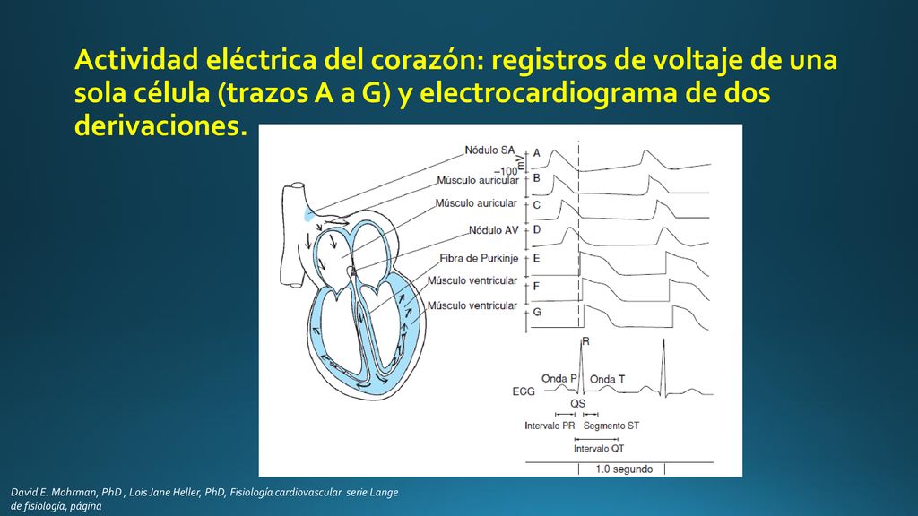 Actividad eléctrica del corazón: registros de voltaje de una sola célula (trazos A a G) y electrocardiograma de dos derivaciones.