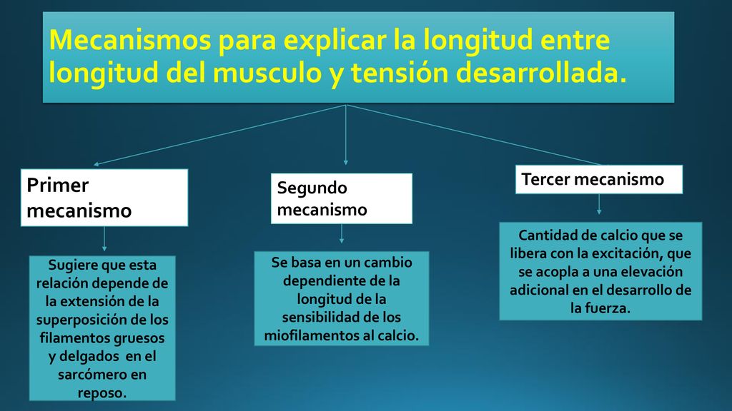 Mecanismos para explicar la longitud entre longitud del musculo y tensión desarrollada.