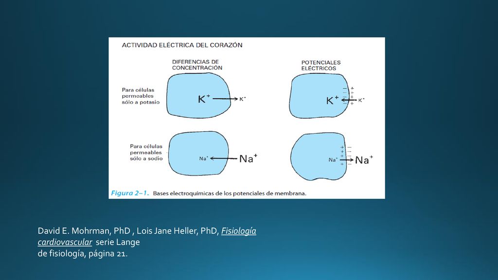 David E. Mohrman, PhD , Lois Jane Heller, PhD, Fisiología cardiovascular serie Lange