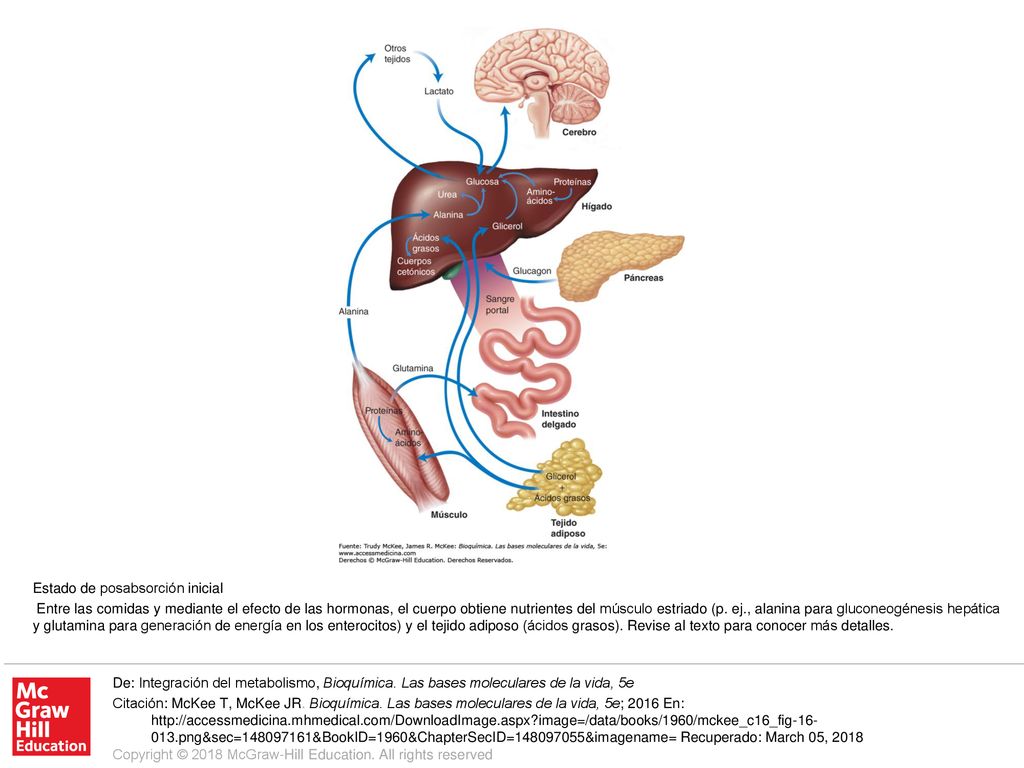 Entre las comidas y mediante el efecto de las hormonas, el cuerpo obtiene nutrientes del músculo estriado (p. ej., alanina para gluconeogénesis hepática y glutamina para generación de energía en los enterocitos) y el tejido adiposo (ácidos grasos). Revise al texto para conocer más detalles.