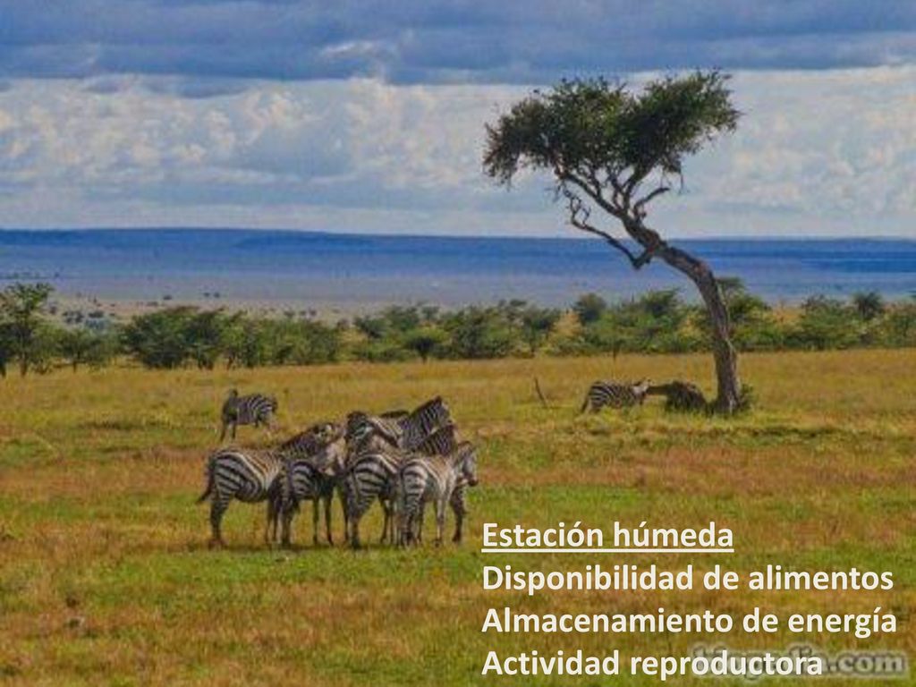 Estación húmeda Disponibilidad de alimentos Almacenamiento de energía Actividad reproductora