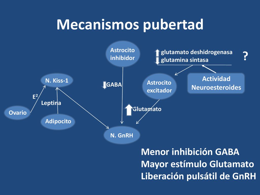 Mecanismos pubertad Menor inhibición GABA Mayor estímulo Glutamato