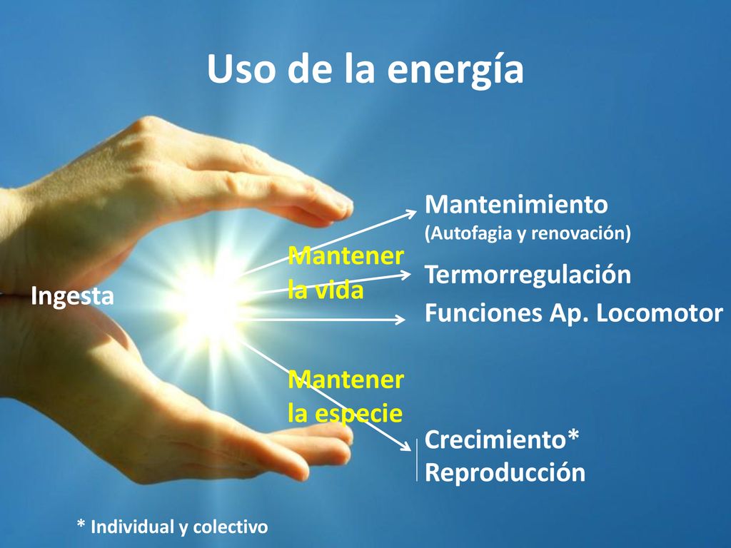 Uso de la energía Mantenimiento Mantener la vida Termorregulación